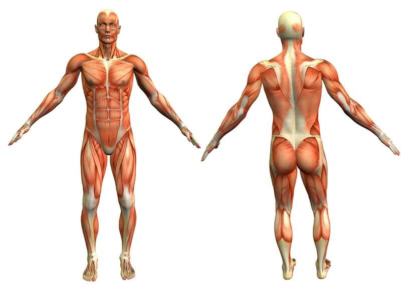 What Body System Are Most Affected By Massage?